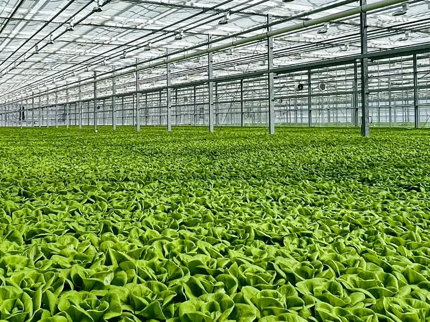 GrowMax Hydroponics NFT Channel Growing System 